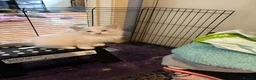 Ragdoll cats for sale: Gccf babies  - Advert 7