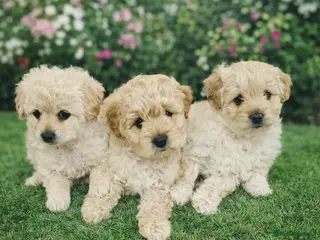 Cockapoo dogs Ready ! 2 sweet girls and 1 lovly boy - Advert 4