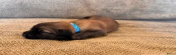 Mixed Breed dogs for sale: Tibetan Saint Puppies - 2nd Generation  - Advert 4