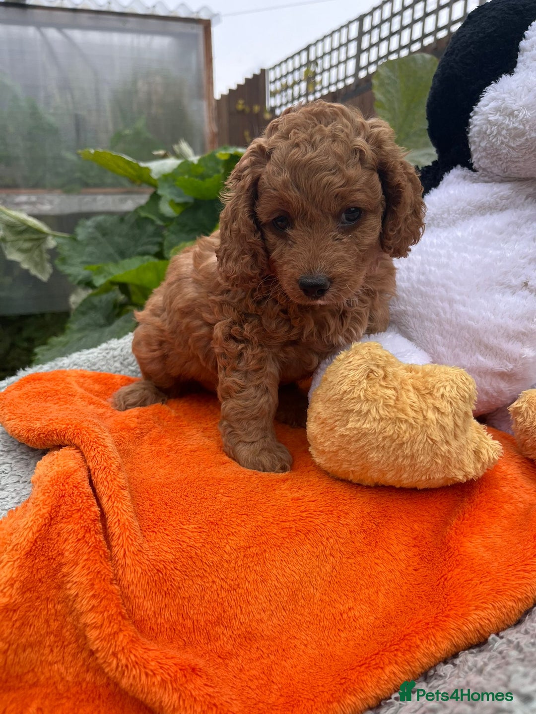 Cockapoo dogs for sale: F1b Cockapoo Puppies Ready Soon for Loving Homes - Image 5