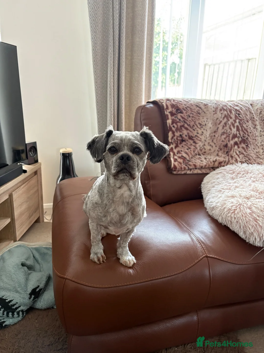Lhasa Apso dogs for stud: Bailey  in Sheffield - Advert 2