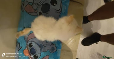 Ragdoll cats - Advert 4