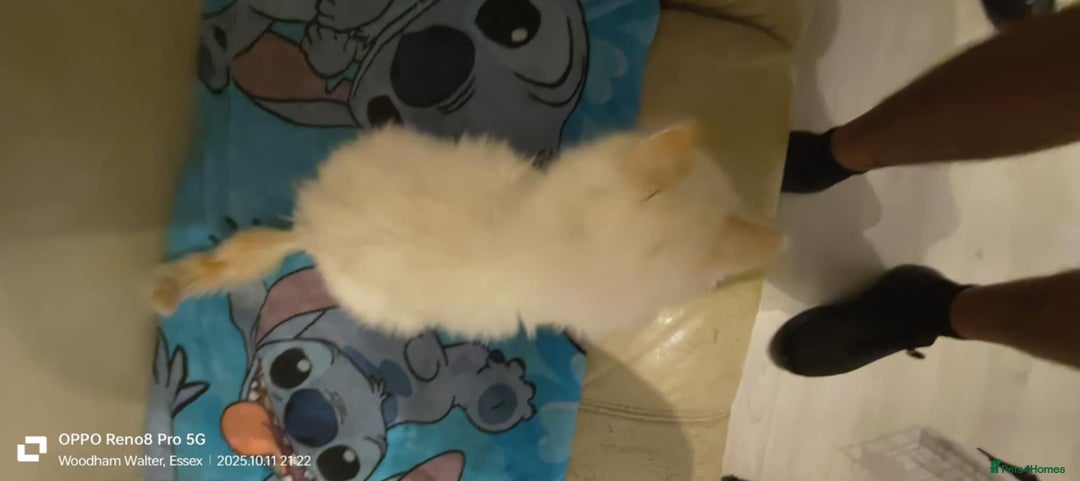 Ragdoll cats for sale: BEAUTIFUL RAGDOLL X  - Image 3
