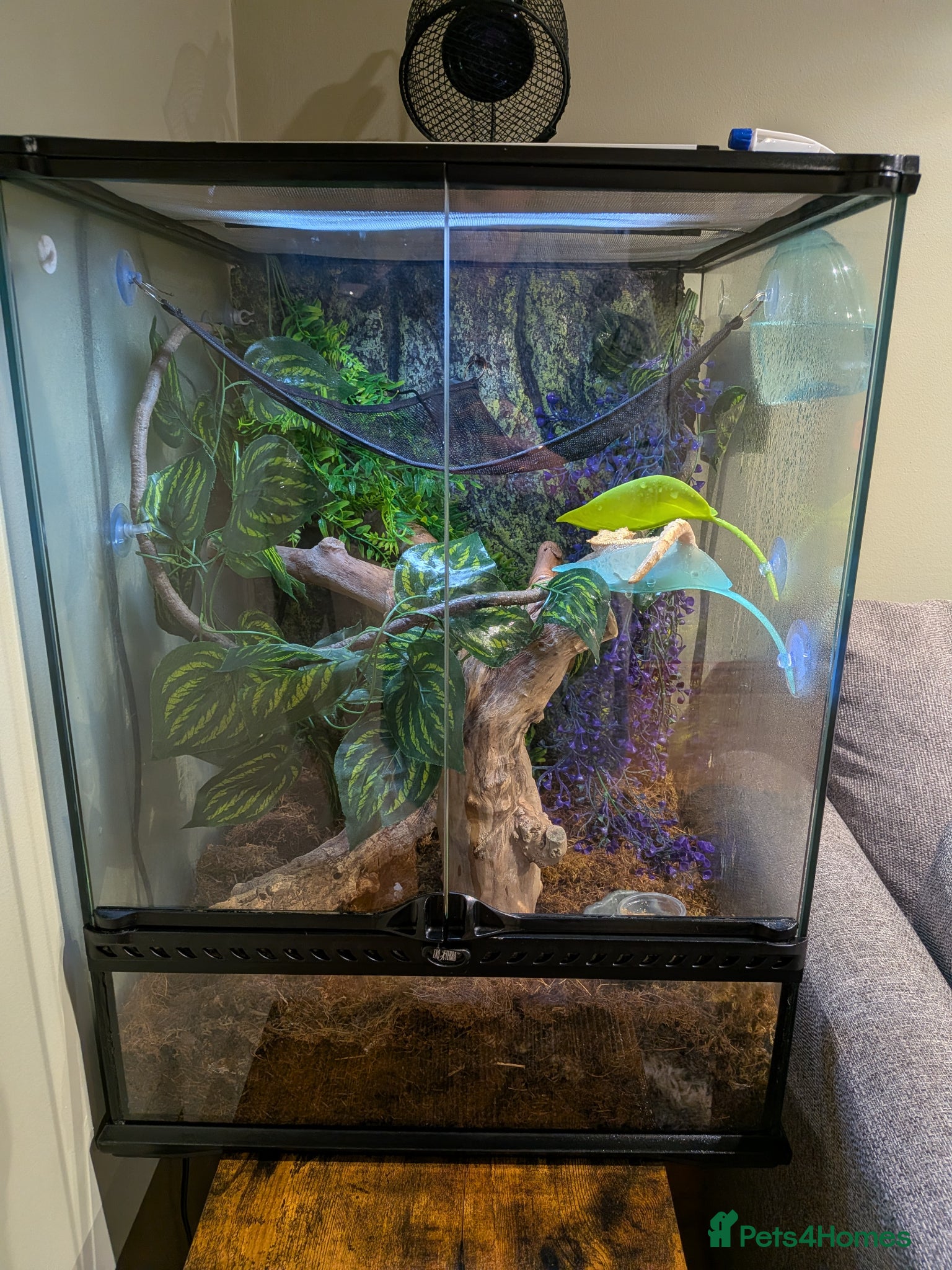 Gecko reptiles full crested gecko set up  - Advert 3