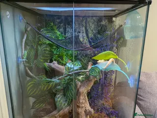 Gecko reptiles full crested gecko set up - Advert 3