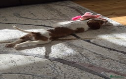Cavalier King Charles Spaniel dogs for sale: Beautiful cavalier king charles spaniel puppy  - Image 6