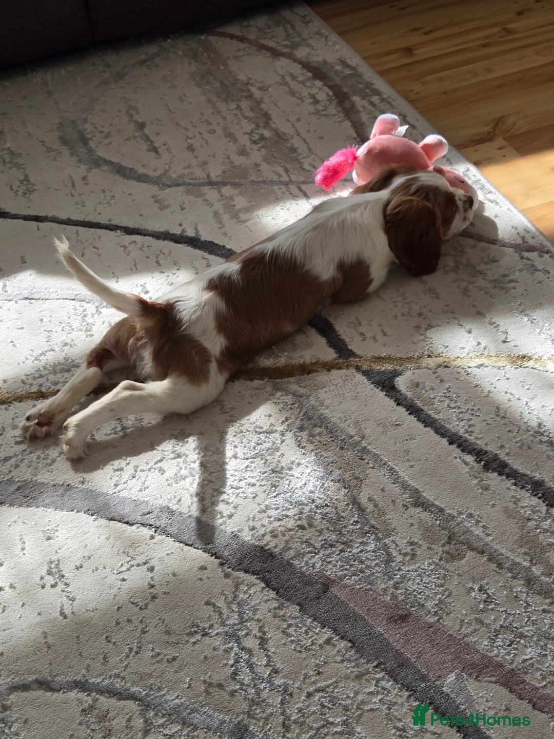 Cavalier King Charles Spaniel dogs for sale: Beautiful cavalier king charles spaniel puppy  - Image 6