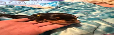 Miniature Dachshund 3