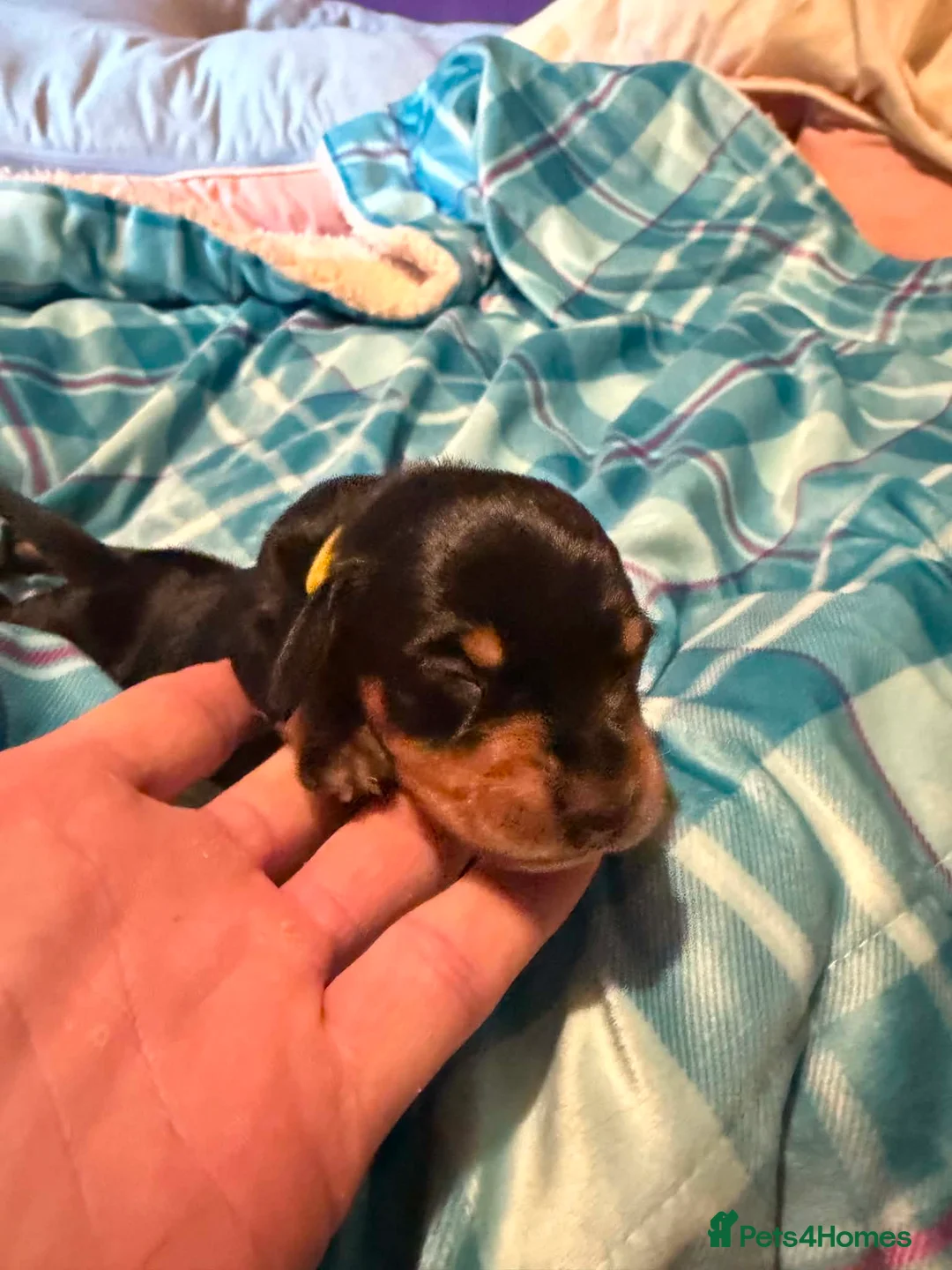 Miniature Dachshund dogs for sale: 3 male Miniature Dachshund pups (Irvine Ayrshire) in Irvine - Advert 2