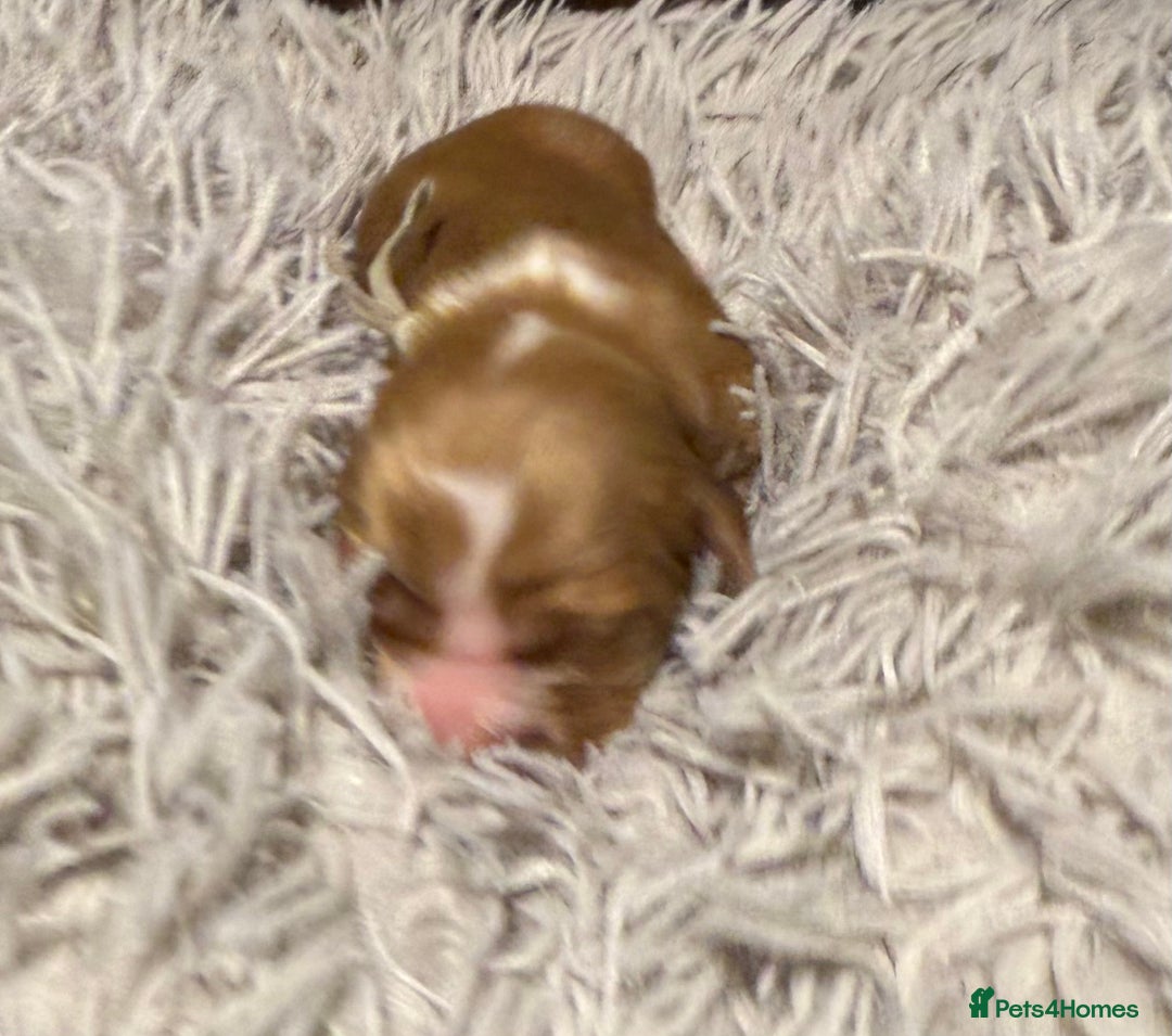 Sprocker dogs for sale: Sprocker puppies  - Advert 9