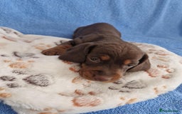 Dachshund dogs for sale: dachshund puppies  - Image 4