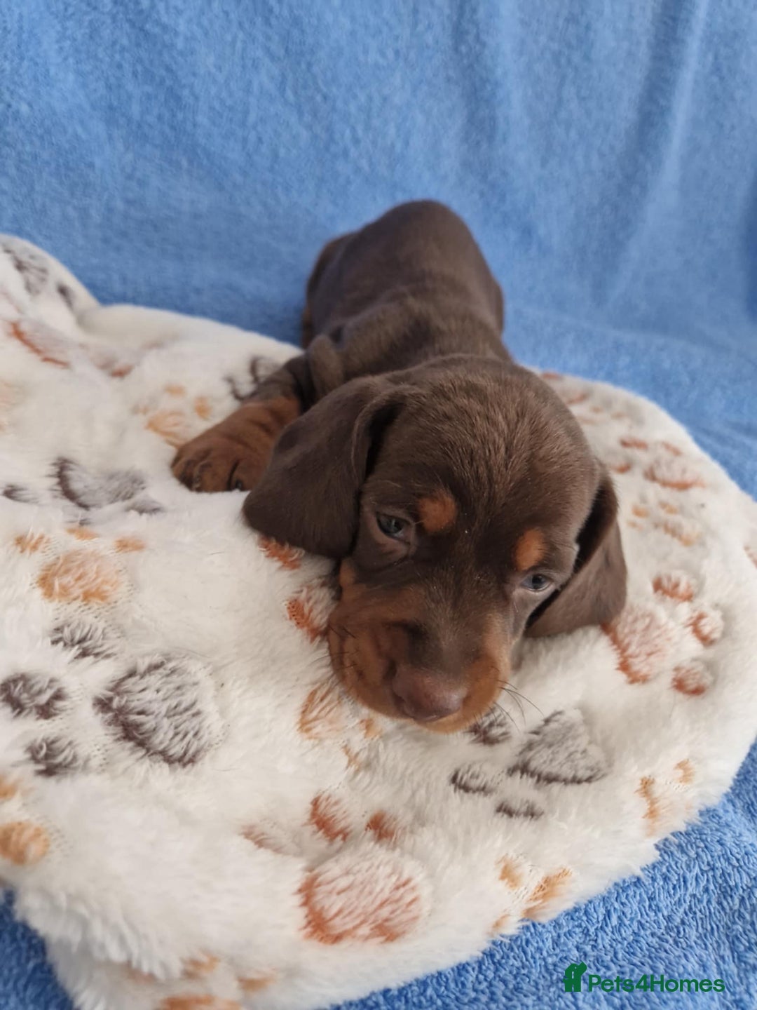 Dachshund dogs for sale: dachshund puppies  - Image 4