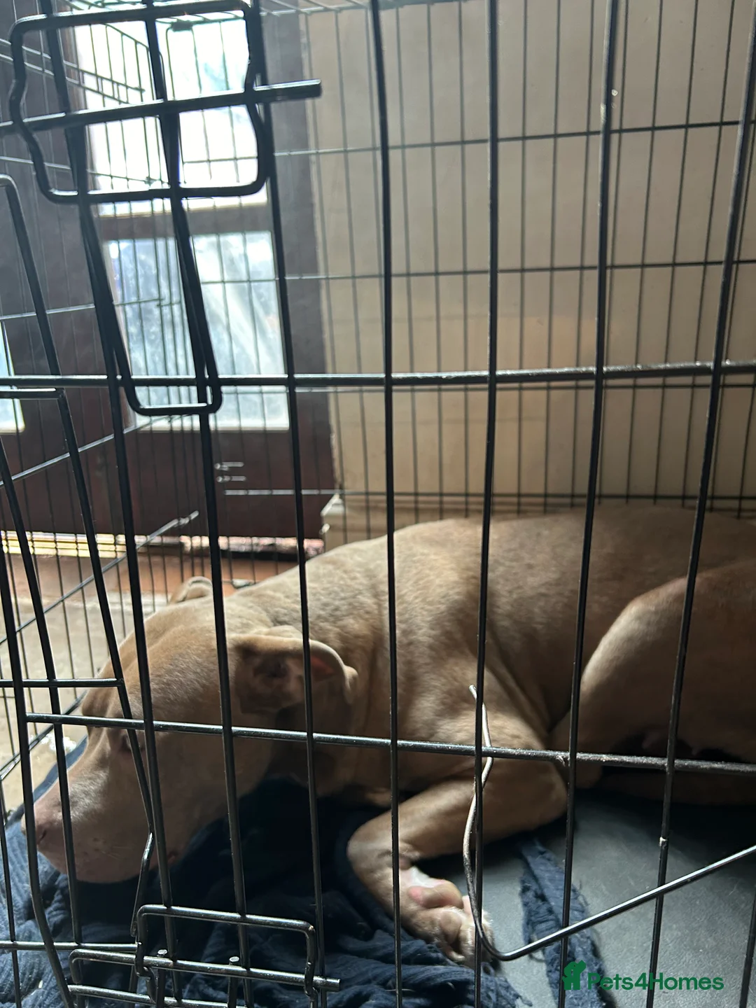Mixed Breed dogs for sale: genkai urgently looking to be rehomed - Advert 6
