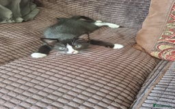 Mixed Breed cats for sale: Bengal x British Short Hair Kitten  - Image 17