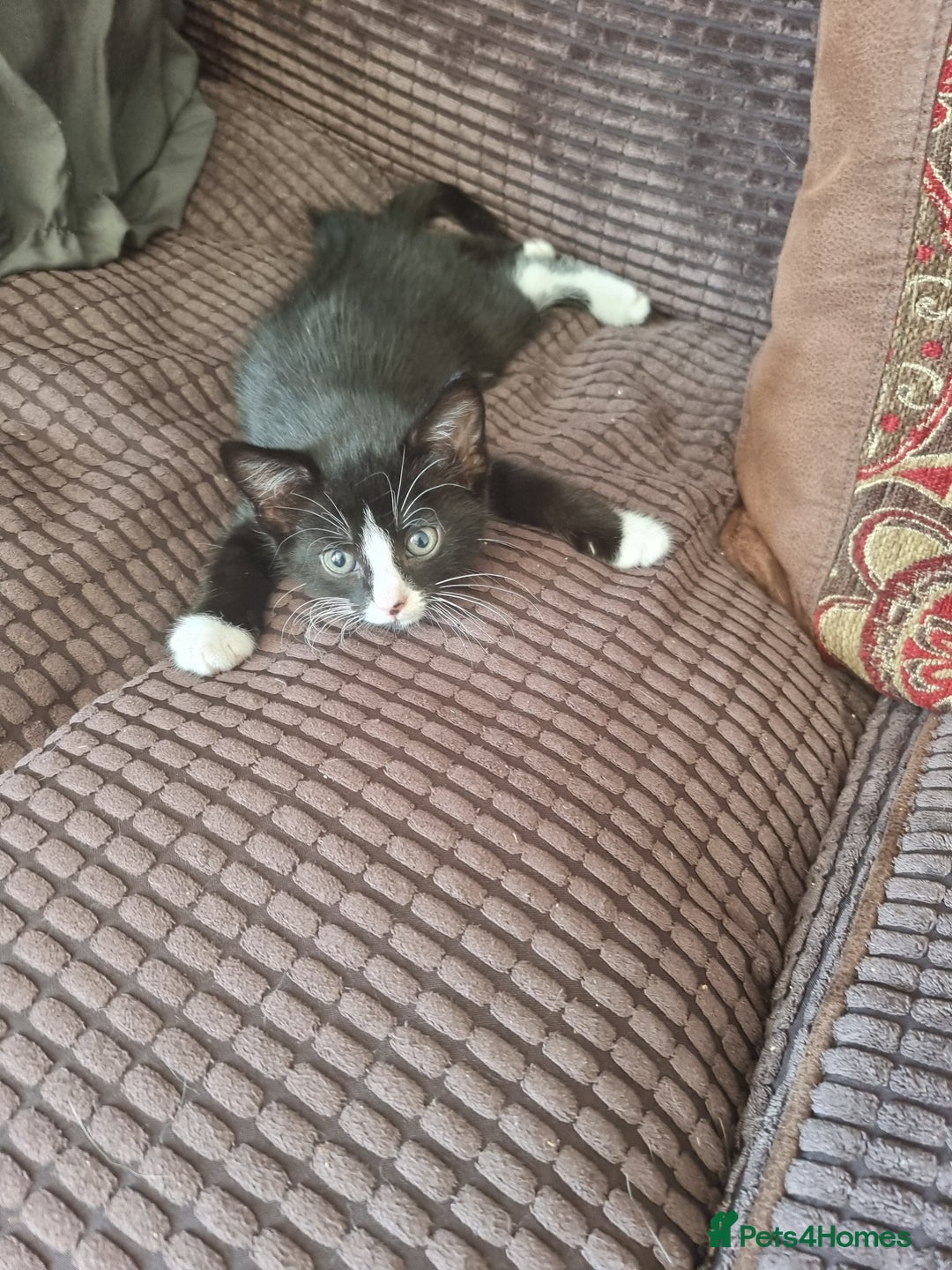 Mixed Breed cats for sale: Bengal x British Short Hair Kitten  - Image 17