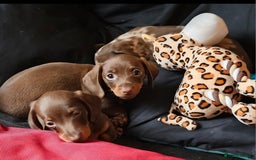 Miniature Dachshund dogs for sale: Stunning litter of miniature daschounds  - Image 10