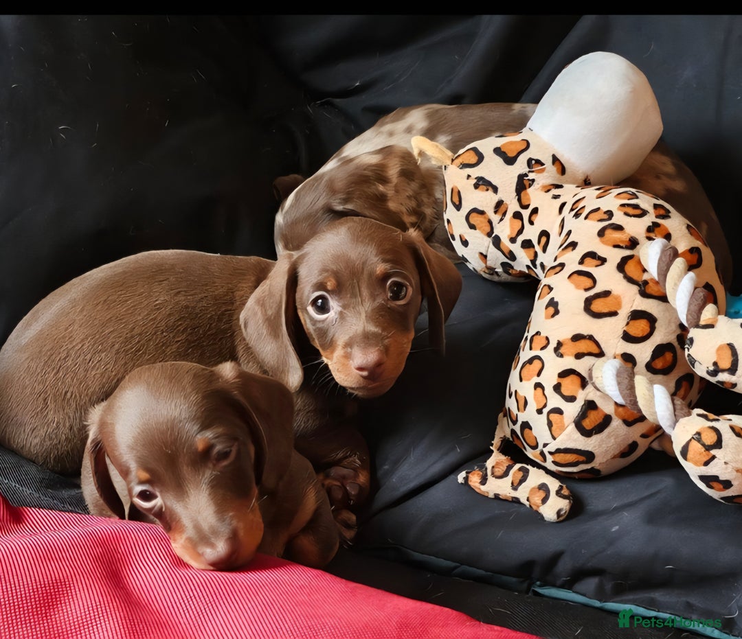 Miniature Dachshund dogs for sale: Stunning litter of miniature daschounds  - Image 10