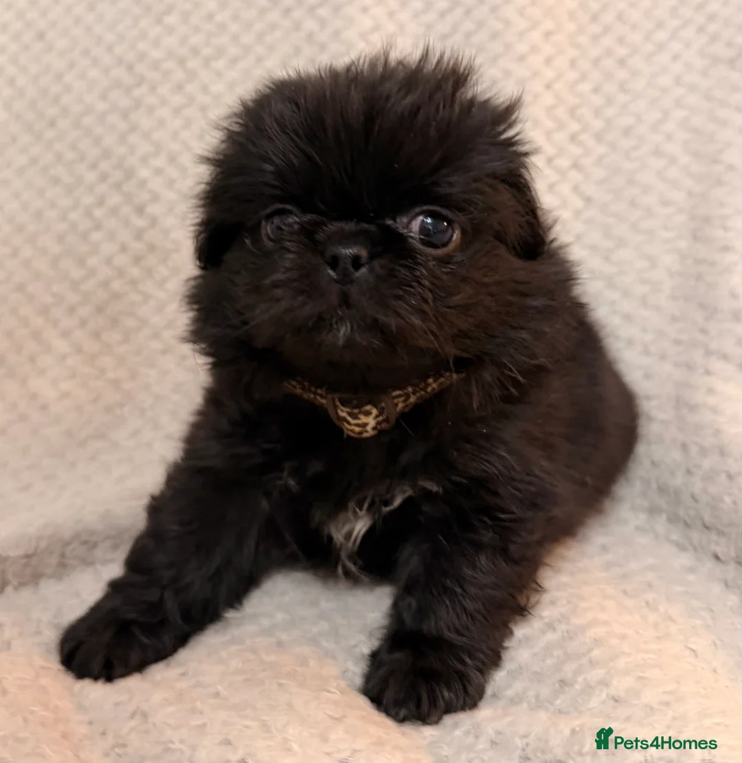 Mixed Breed dogs for sale: Beautiful pugingese pups 😍 - Advert 35