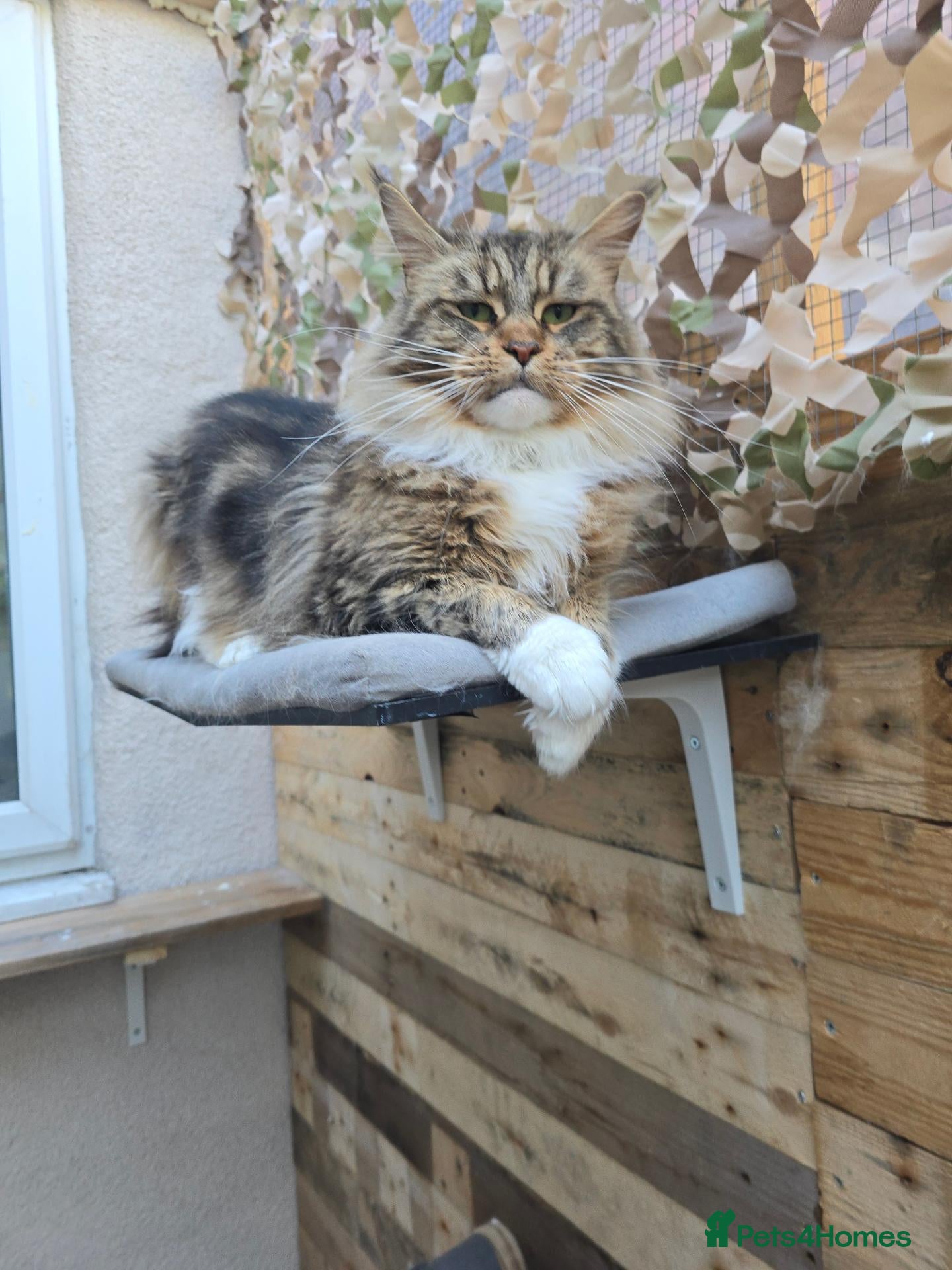 Maine Coon cats Retired queen black (golden) brown tabby bicolor - Advert 2