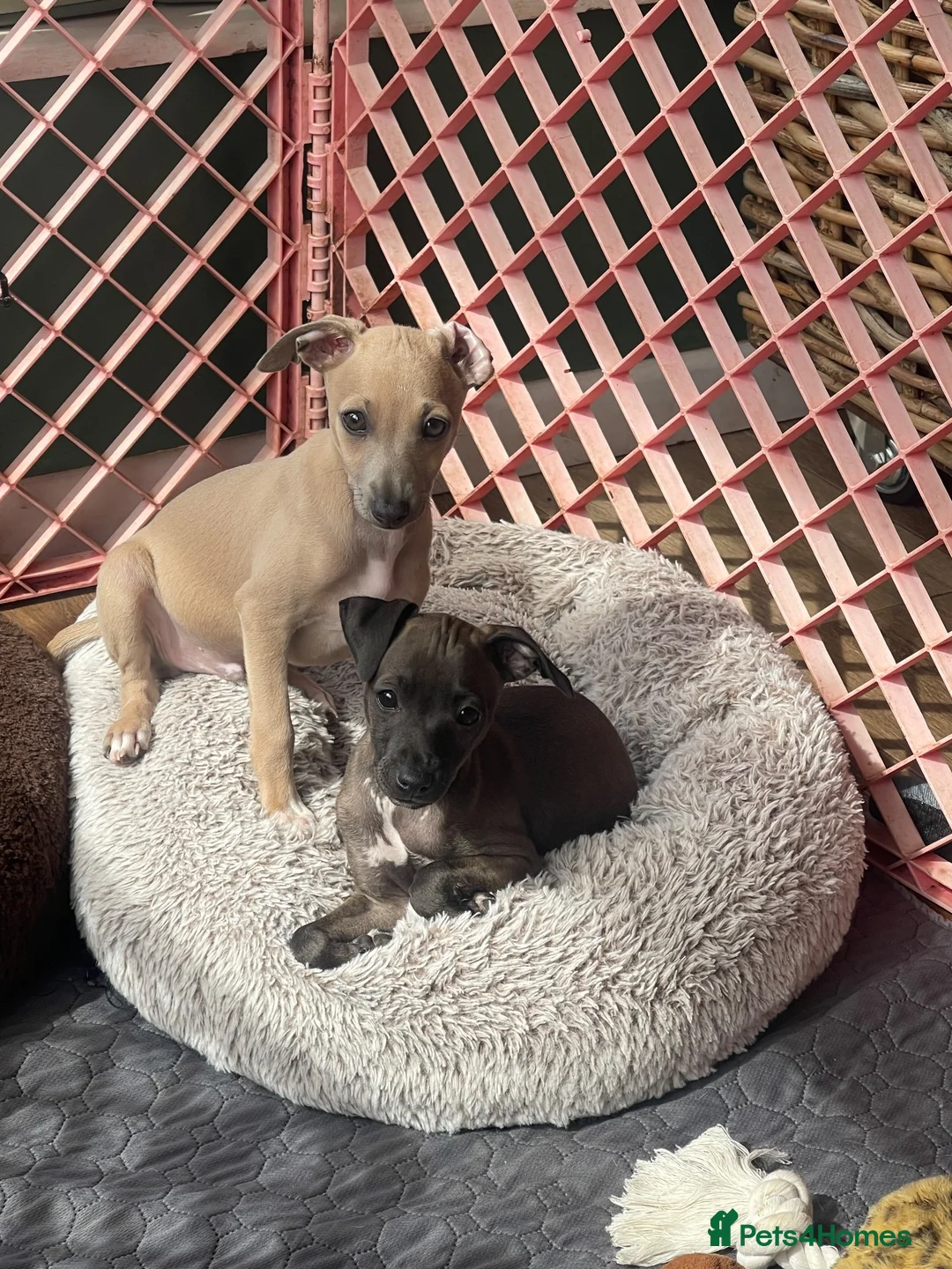Italian Greyhound dogs for sale: Gorgeous KC Italian Greyhounds - Advert 19
