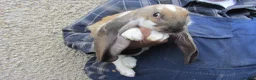 English Lop rabbits for sale: ENGLISH LOP (PURE BRED) - Advert 4