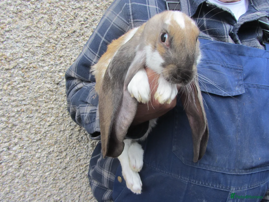 English Lop rabbits for sale: ENGLISH LOP (PURE BRED) - Advert 4