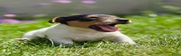 Jack Russell dogs for sale: Now available to Reserve !  - Advert 3