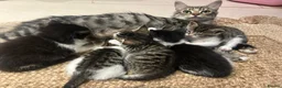 Mixed Breed cats for sale: Cheeky fluffy kittens in Carlisle - Advert 8