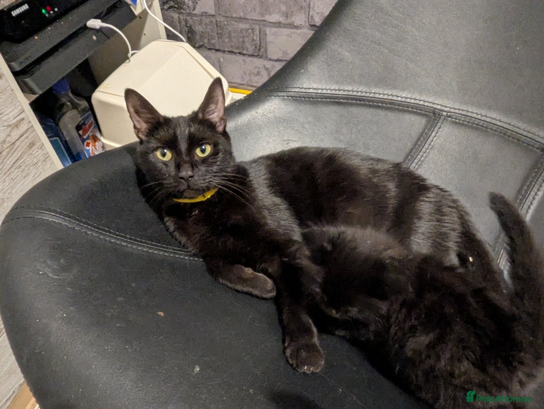 Bombay cats for sale: Beautiful kittens perfect for  **   ** s  - Advert 1