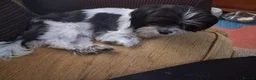 Mixed Breed dogs for sale: 3 year old small mixed breed female dog - Advert 1
