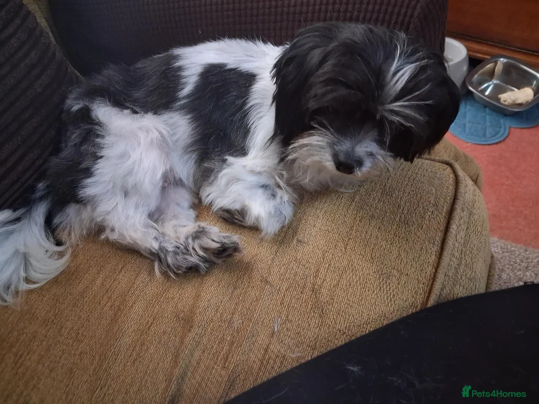 Mixed Breed dogs for sale: 3 year old small mixed breed female dog - Advert 1