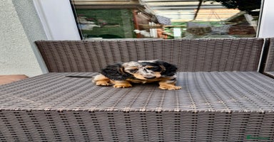 Dachshund dogs - Advert 10