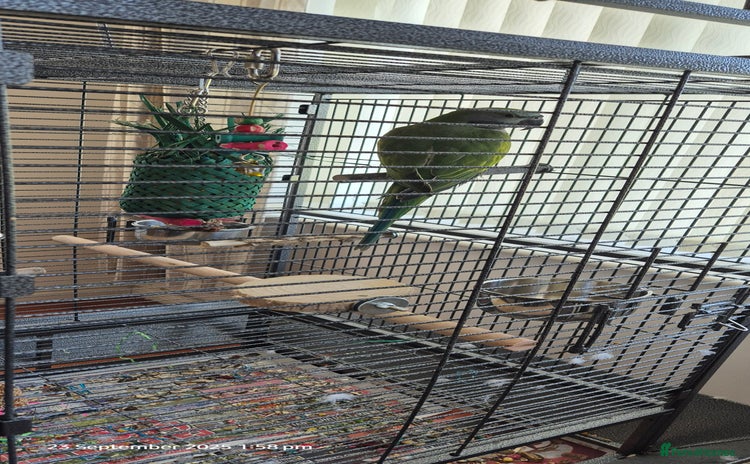 Parakeets birds - Advert 4