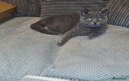 Scottish Fold cats for sale: Stunning kitten for rehomeing  - Image 1
