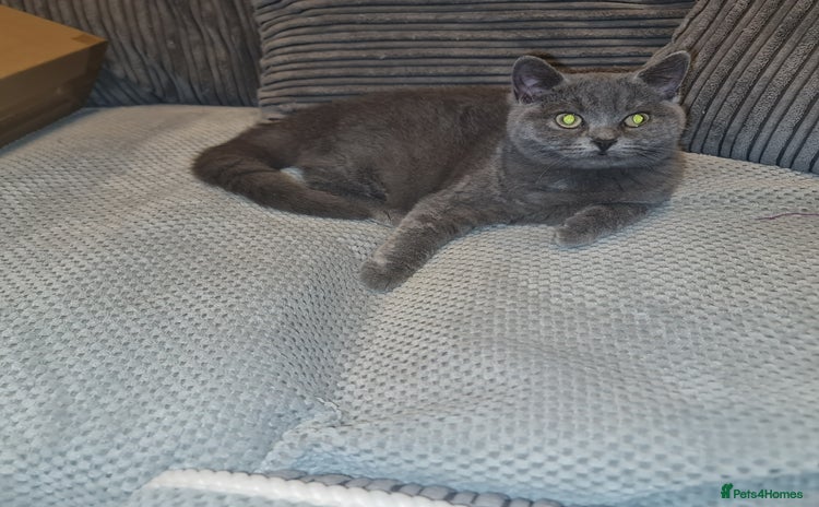 Scottish Fold cats - Advert 16