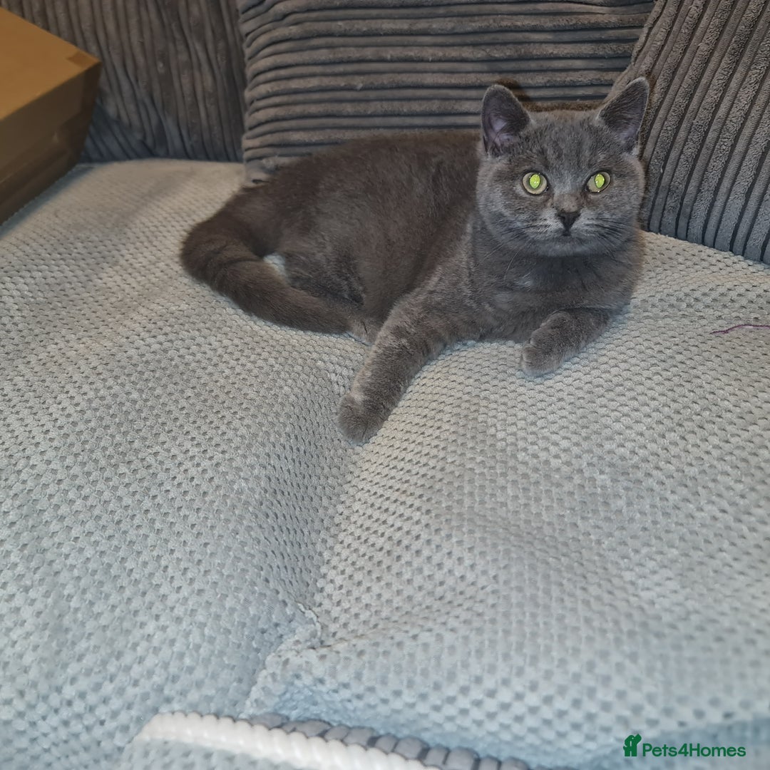 Scottish Fold cats for sale: Stunning kitten for rehomeing  - Image 1