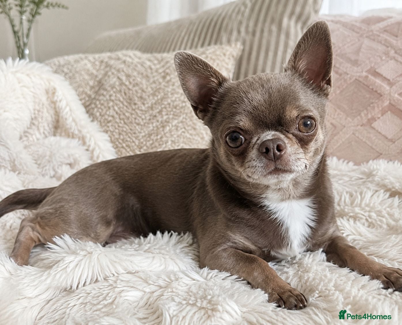 Chihuahua dogs KC reg-Health tested-PROVEN  - Advert 1