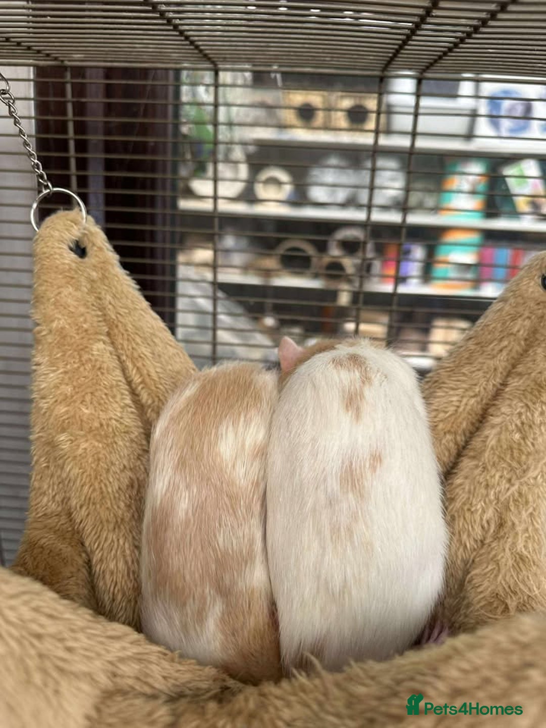 Rat rodents for sale: Male Dumbo Rats - Image 3