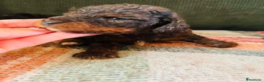 Cockapoo 2