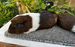 Guinea Pig rodents for sale: Sows/ Female Guinea pigs - Image 16