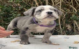 Olde English Bulldogge dogs for sale: MAMMUT OLDE ENGLISH BULLDOGS HEALTH TESTED  - Image 4