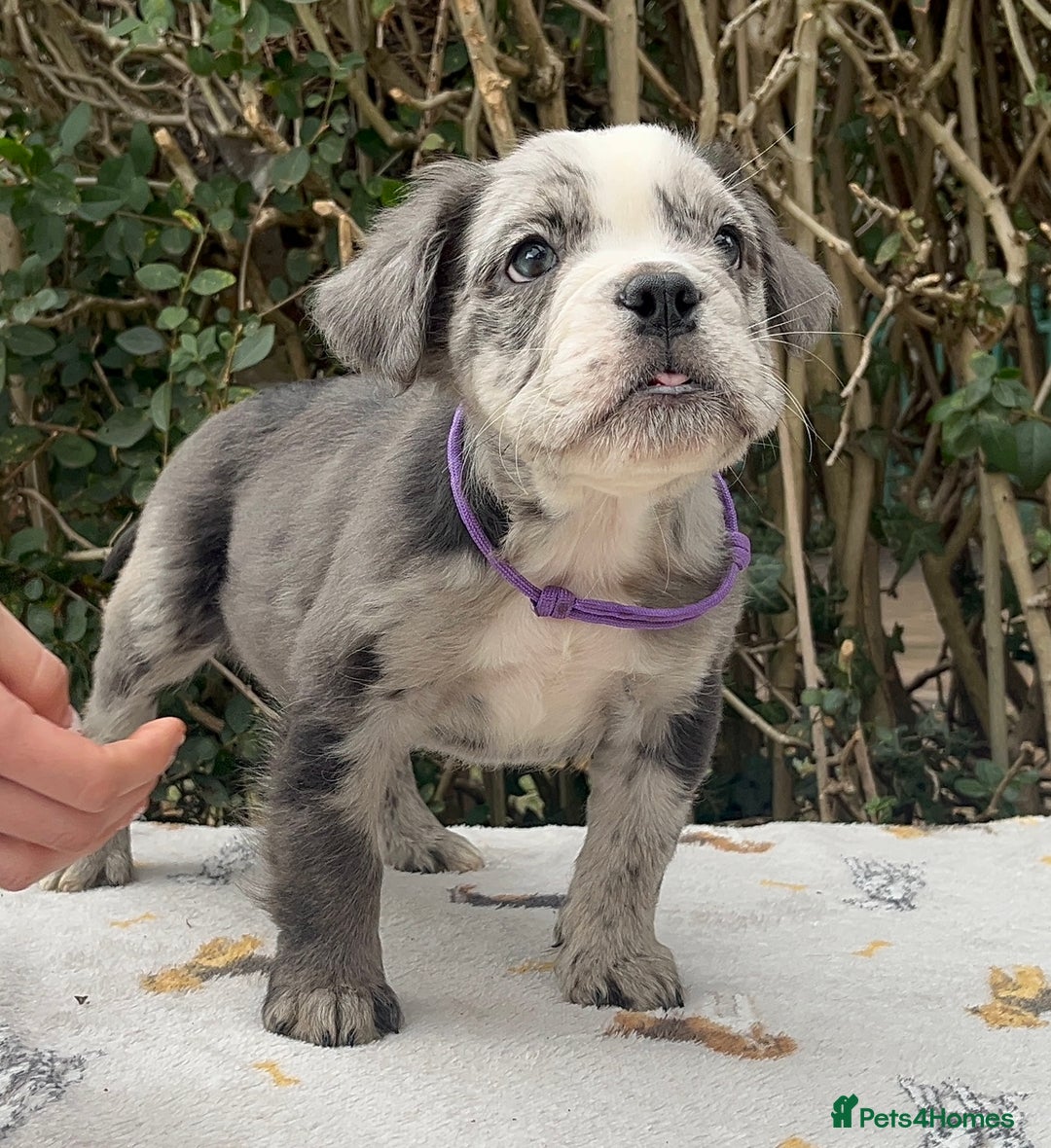 Olde English Bulldogge dogs for sale: MAMMUT OLDE ENGLISH BULLDOGS HEALTH TESTED  - Image 4