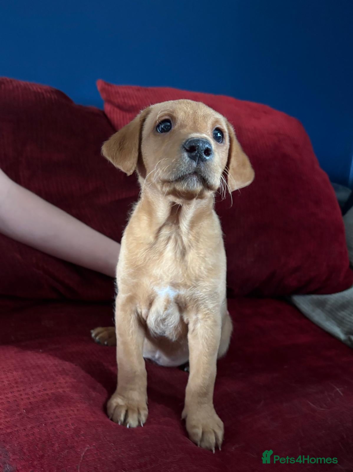 Labrador Retriever dogs 2 Males available Health checked and microchipped  - Advert 2