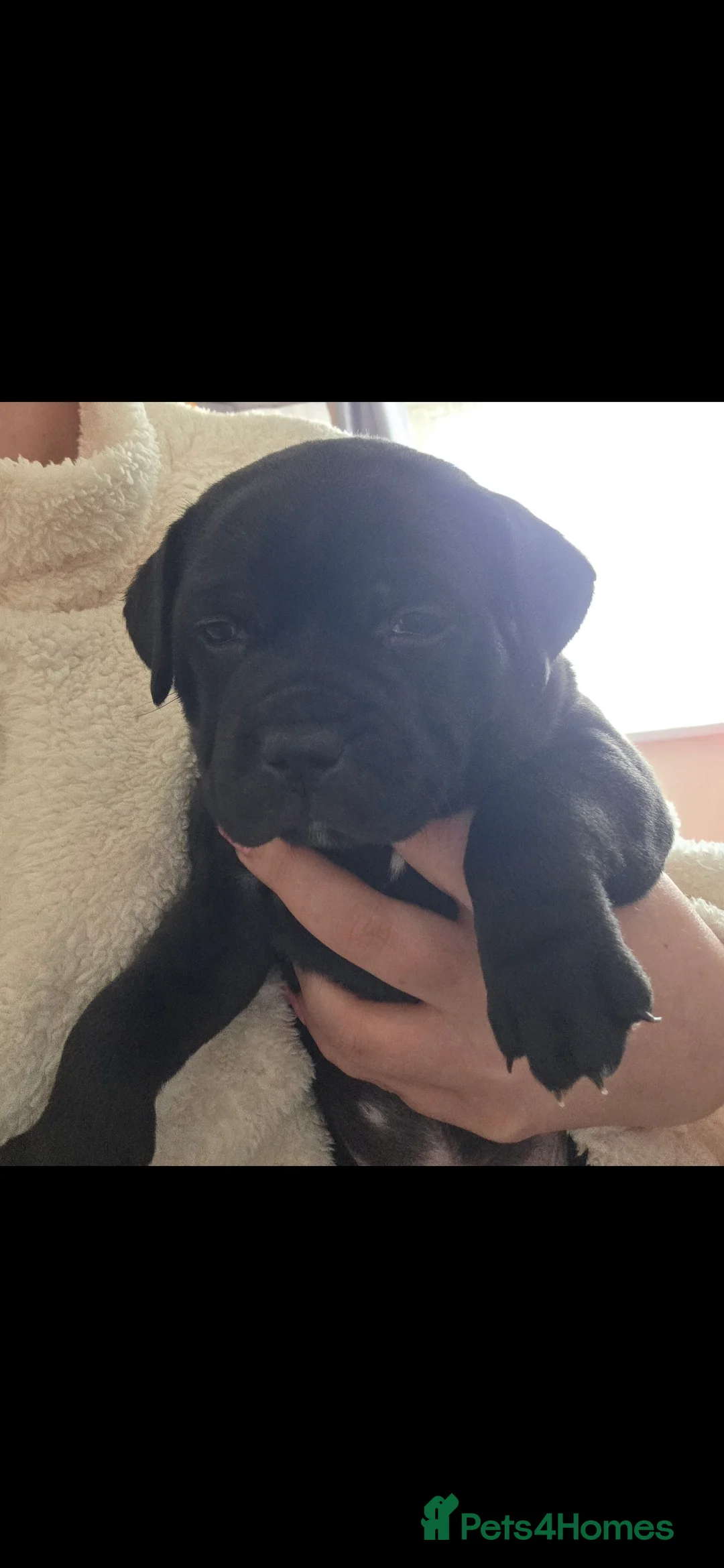 Staffordshire Bull Terrier dogs for sale: Stunning KC staffordshire bull terrier puppies  - Advert 7
