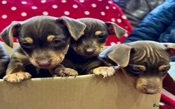 Jack Russell dogs for sale: Quality small Jack Russell puppies - Advert 5