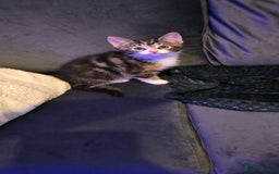 Mixed Breed cats for sale: Beautiful Kittens  - Image 2