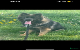 German Shepherd dogs for sale: ⭐️Chunky kc reg GSD pups ⭐️  - Image 5