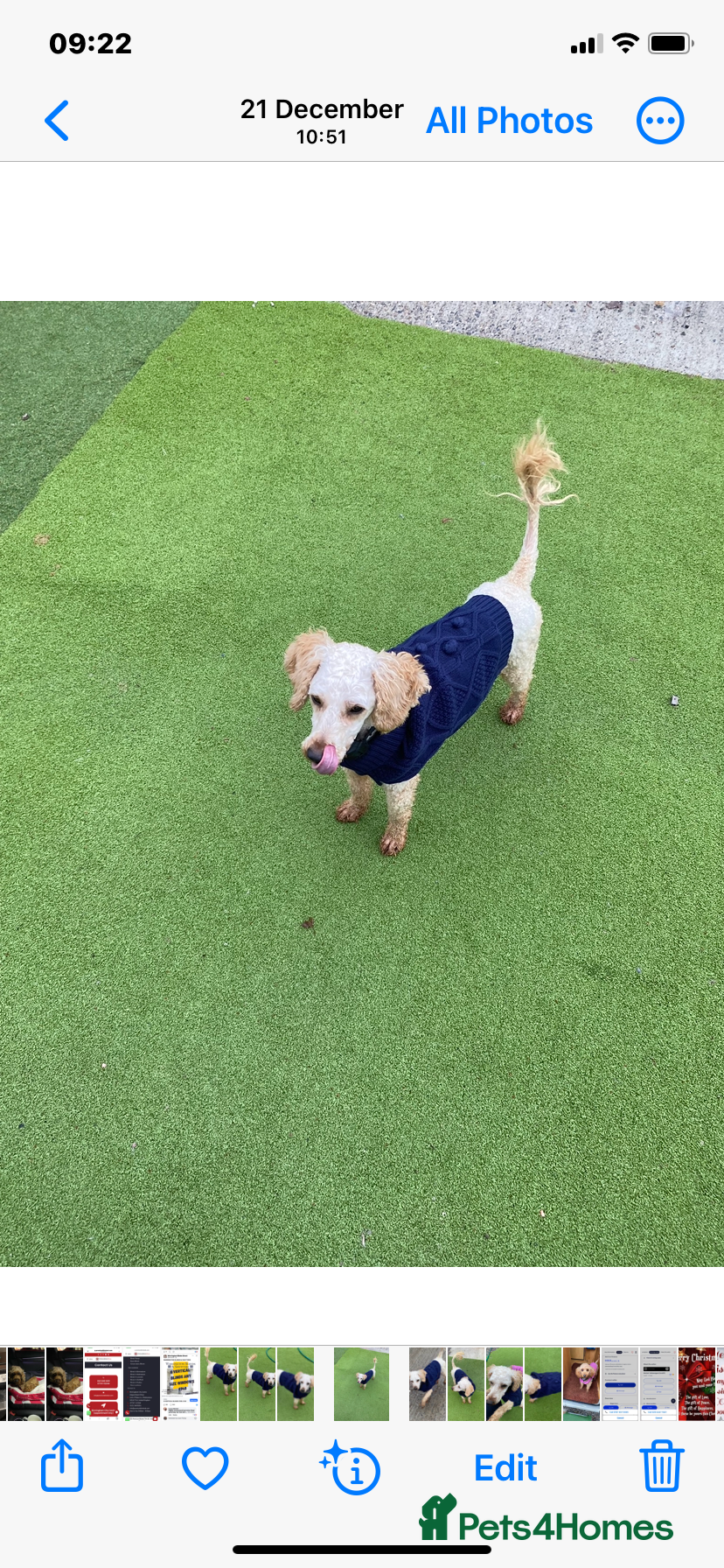 Miniature Poodle dogs Apricot miniature poodle girl - Advert 4