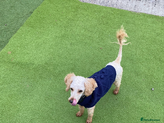 Miniature Poodle dogs Apricot miniature poodle girl - Advert 4