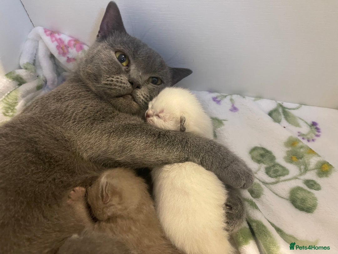 British Shorthair cats for sale: GCCF Registered British Shorthair Kittens - Advert 3